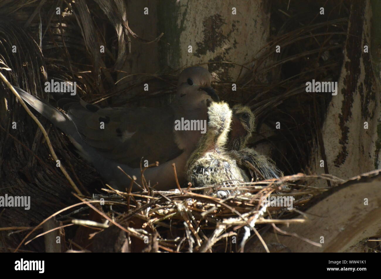 Bird nurturing and feeding baby birds on their nest Stock Photo Alamy