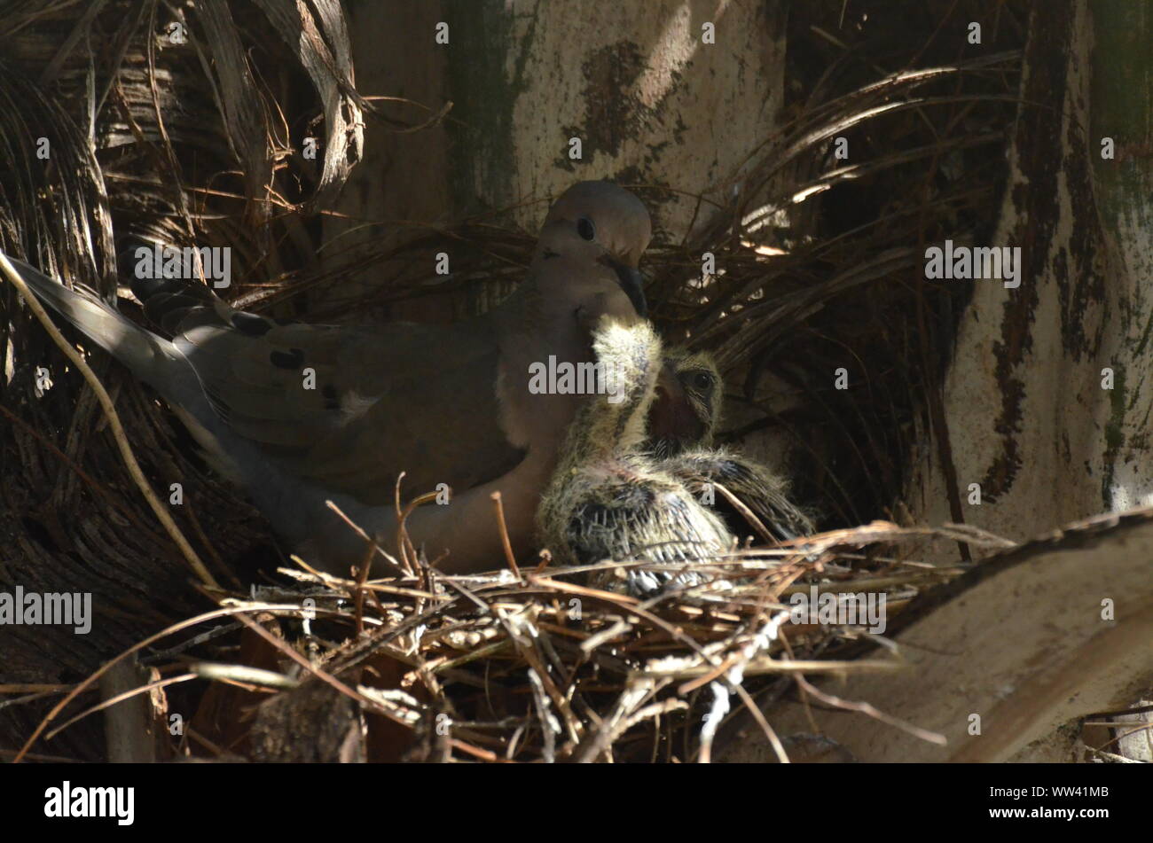 Bird nurturing and feeding baby birds on their nest Stock Photo - Alamy