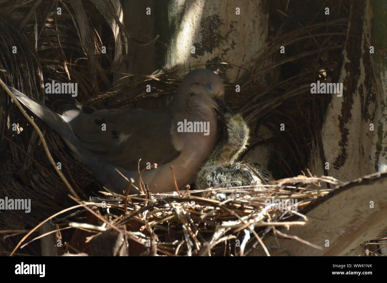 Bird nurturing and feeding baby birds on their nest. Stock Photo