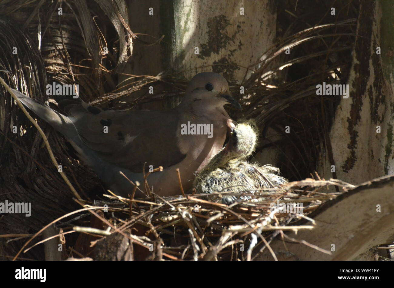 Bird nurturing and feeding baby birds on their nest Stock Photo Alamy