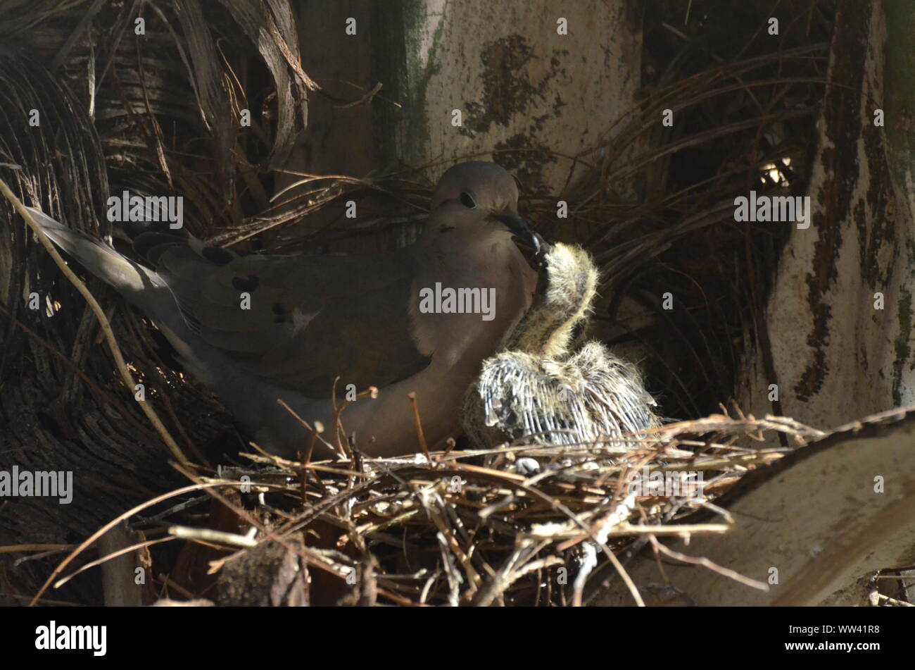 Bird nurturing and feeding baby birds on their nest Stock Photo - Alamy