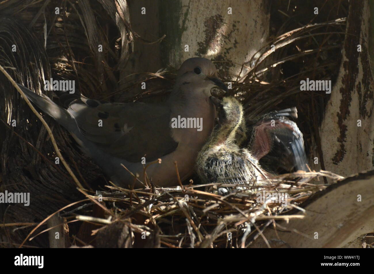 Bird nurturing and feeding baby birds on their nest Stock Photo - Alamy