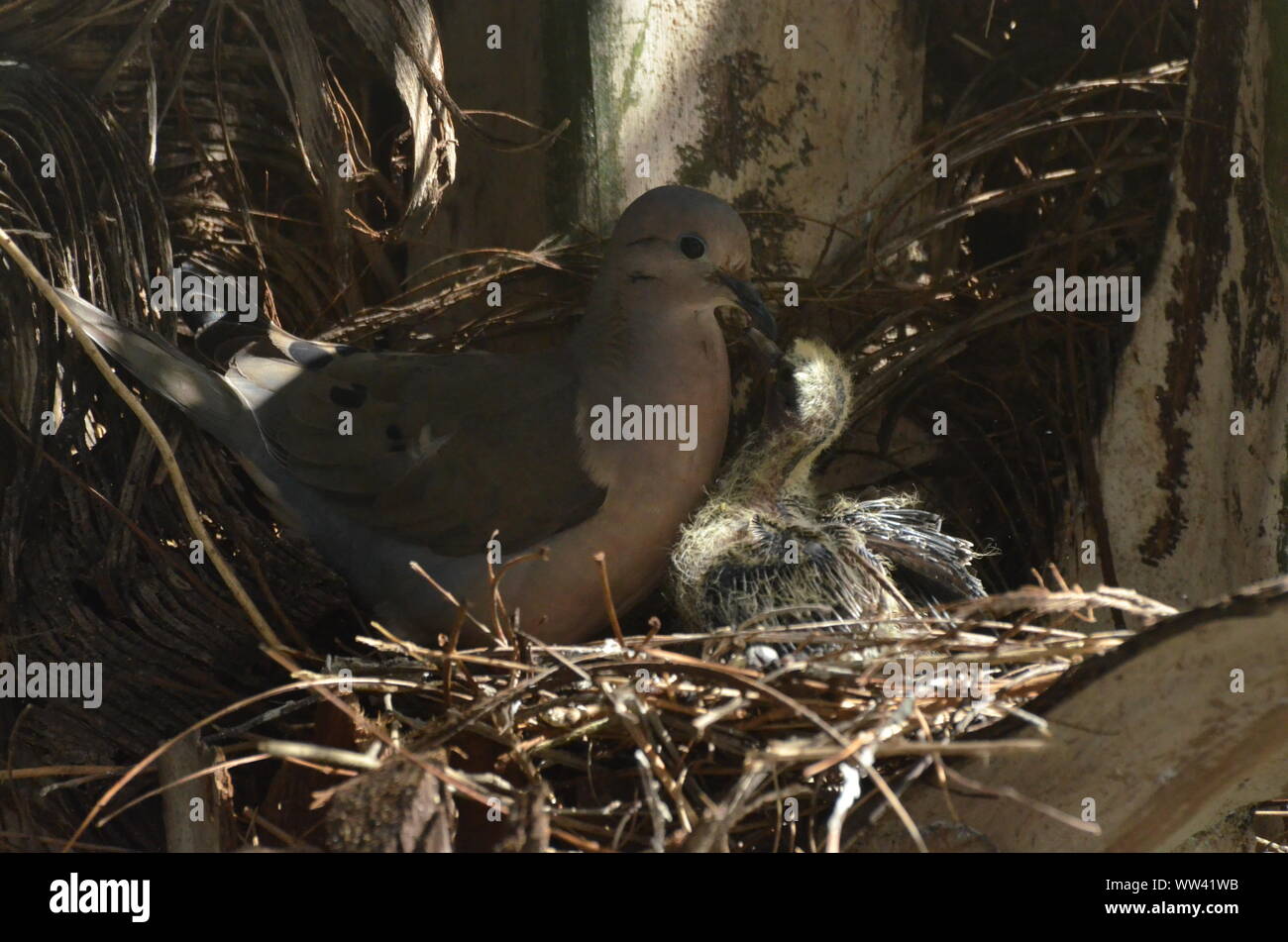 Bird nurturing and feeding baby birds on their nest Stock Photo - Alamy