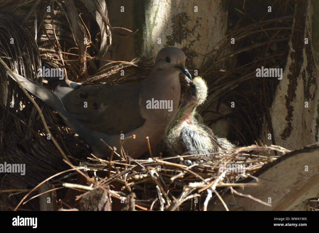 Bird nurturing and feeding baby birds on their nest Stock Photo - Alamy