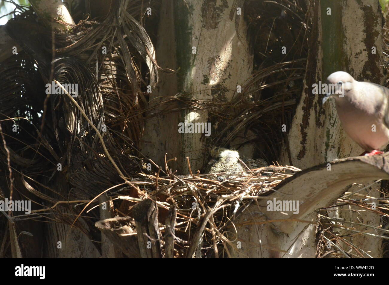 Bird nurturing and feeding baby birds on their nest Stock Photo Alamy