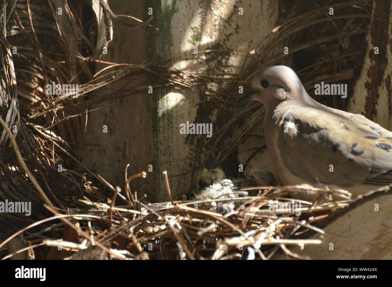 Bird nurturing and feeding baby birds on their nest Stock Photo Alamy