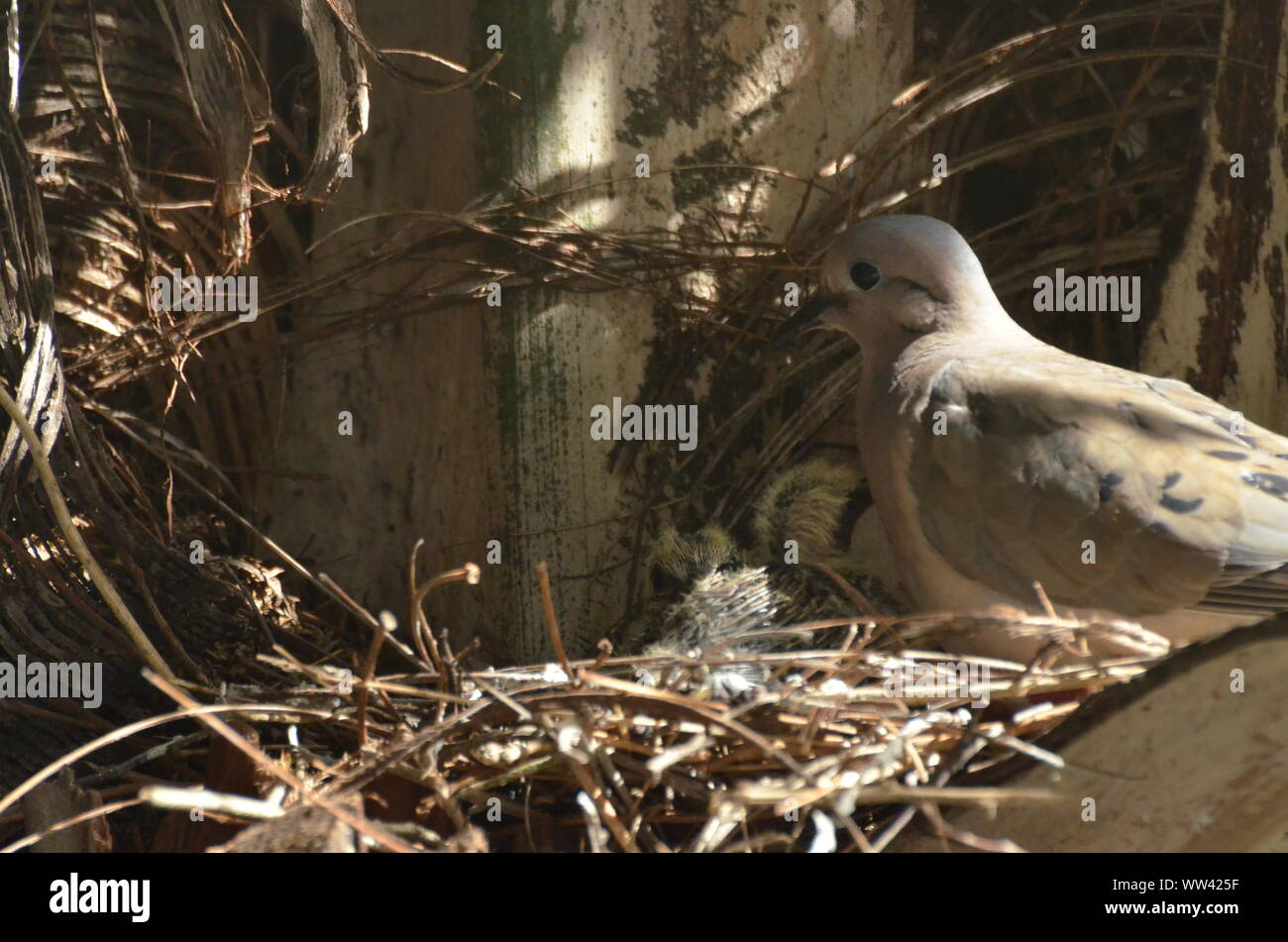 Bird nurturing and feeding baby birds on their nest Stock Photo Alamy