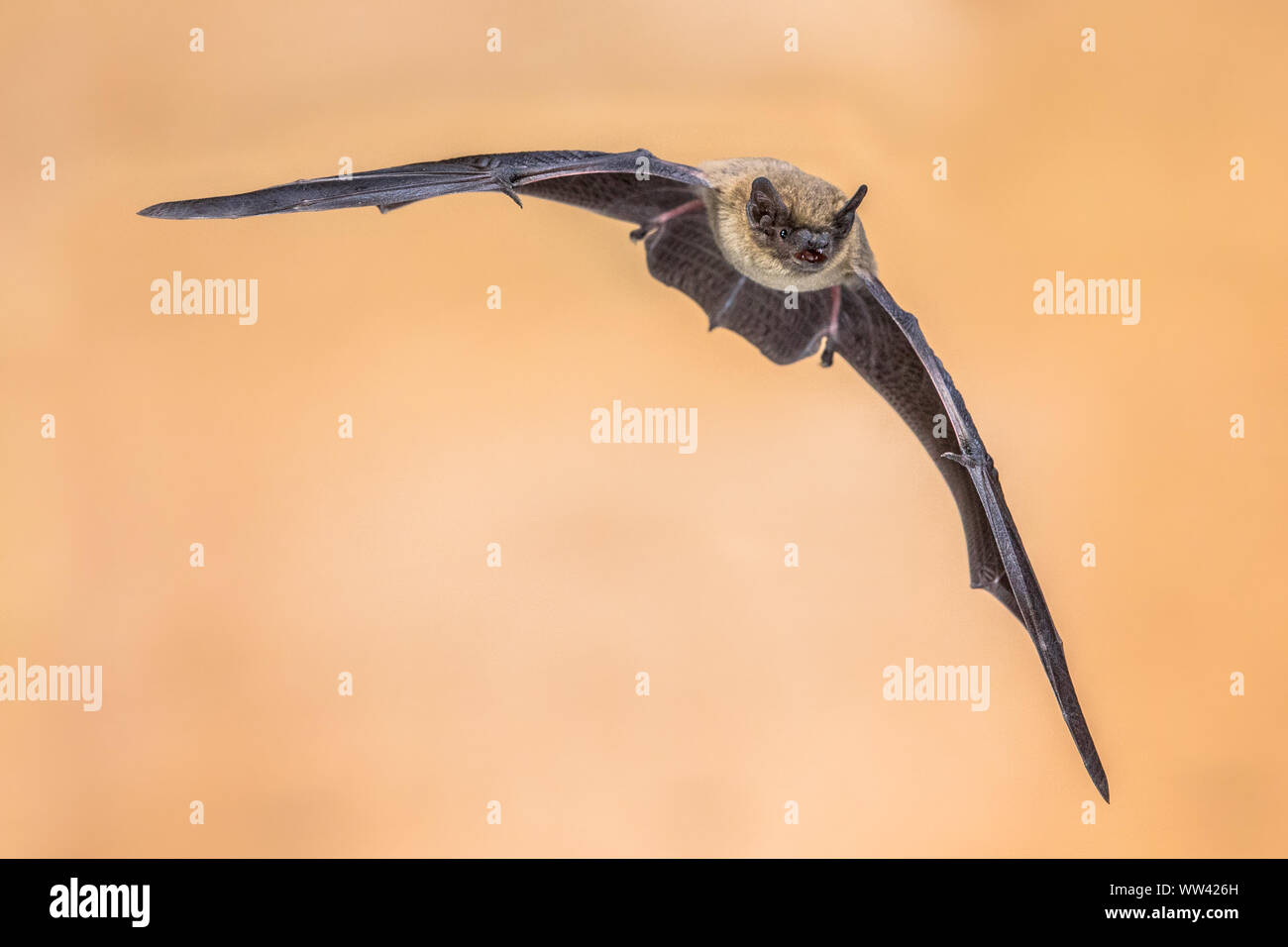 Flying Pipistrelle bat (Pipistrellus pipistrellus) action shot of hunting animal on brown background. This species is know for roosting and living in Stock Photo