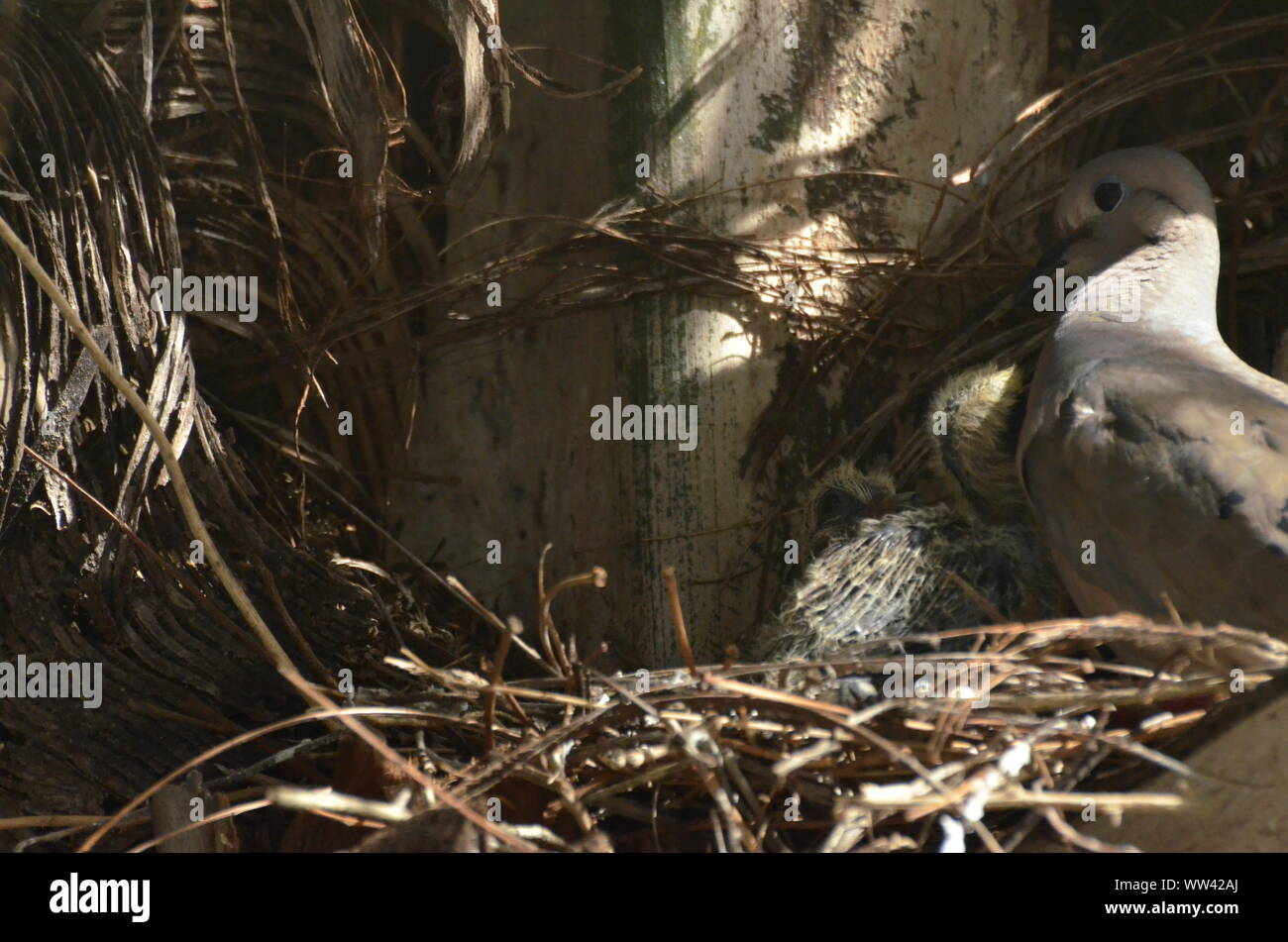 Bird nurturing and feeding baby birds on their nest Stock Photo - Alamy