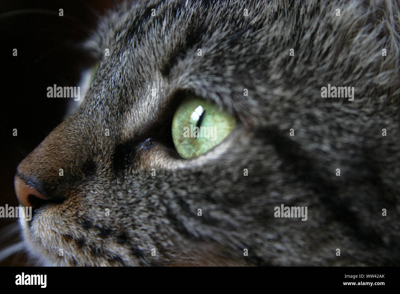 A closeup of a striped cat's green eye. Stock Photo