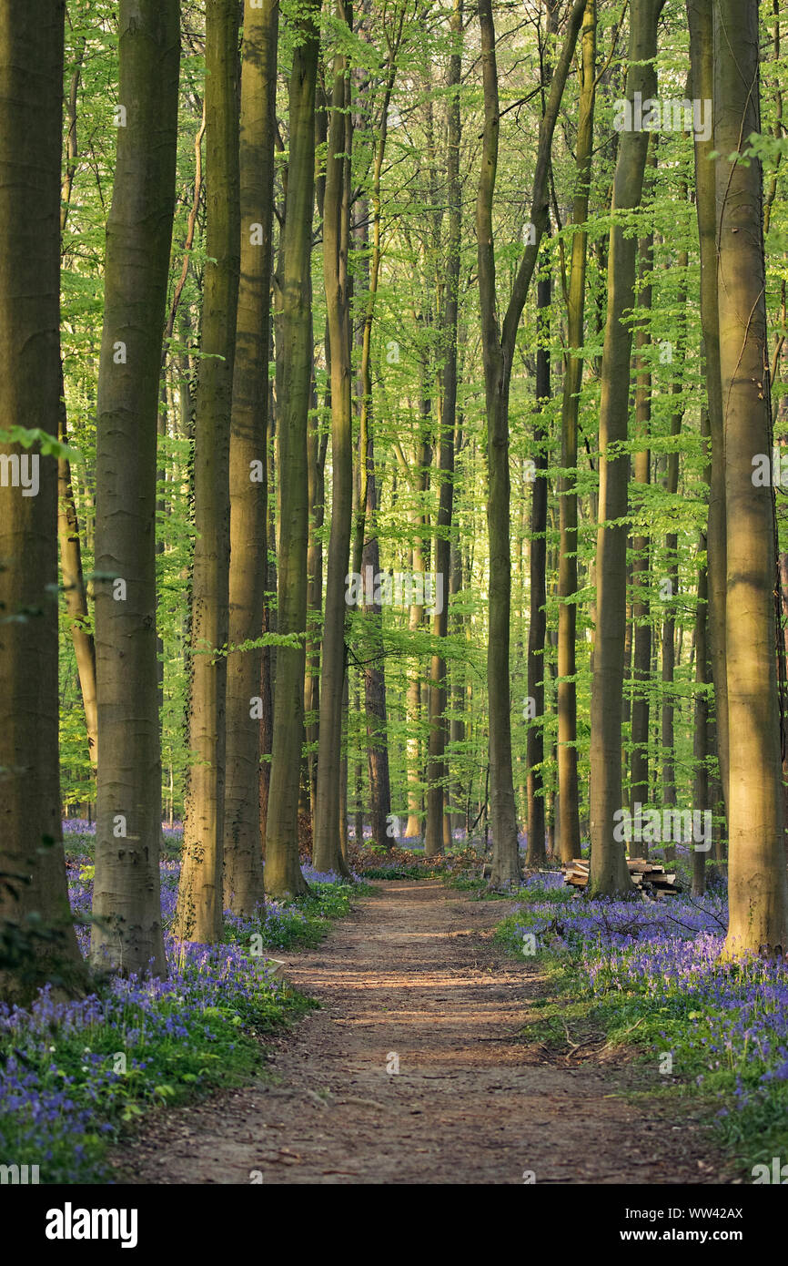 Beautiful bluebells grow and cover the forest floor in the Hallerbos forest for a few weeks in the spring. Belgium's tourist attraction. Purple Stock Photo