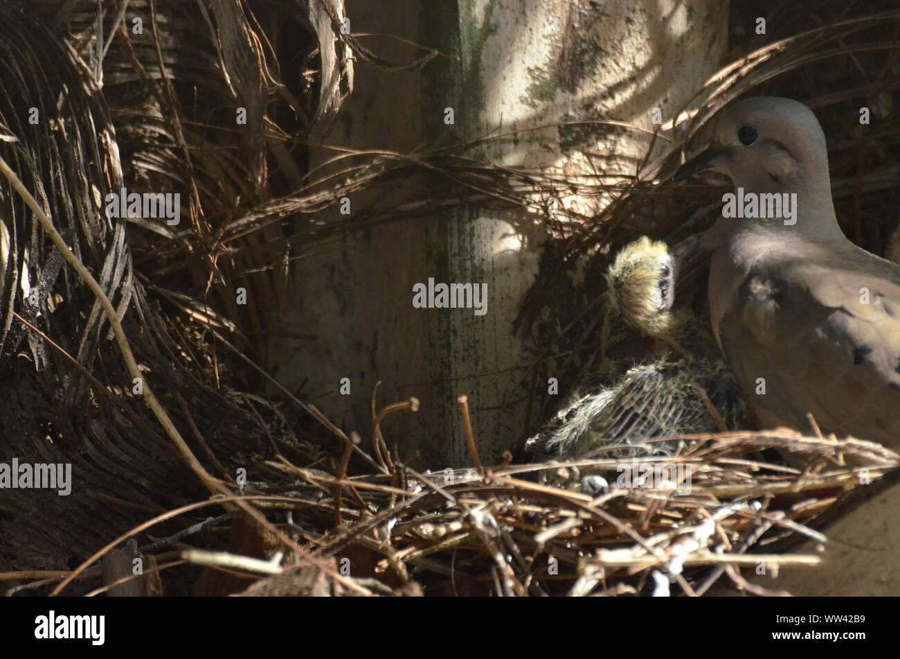 Bird nurturing and feeding baby birds on their nest Stock Photo Alamy