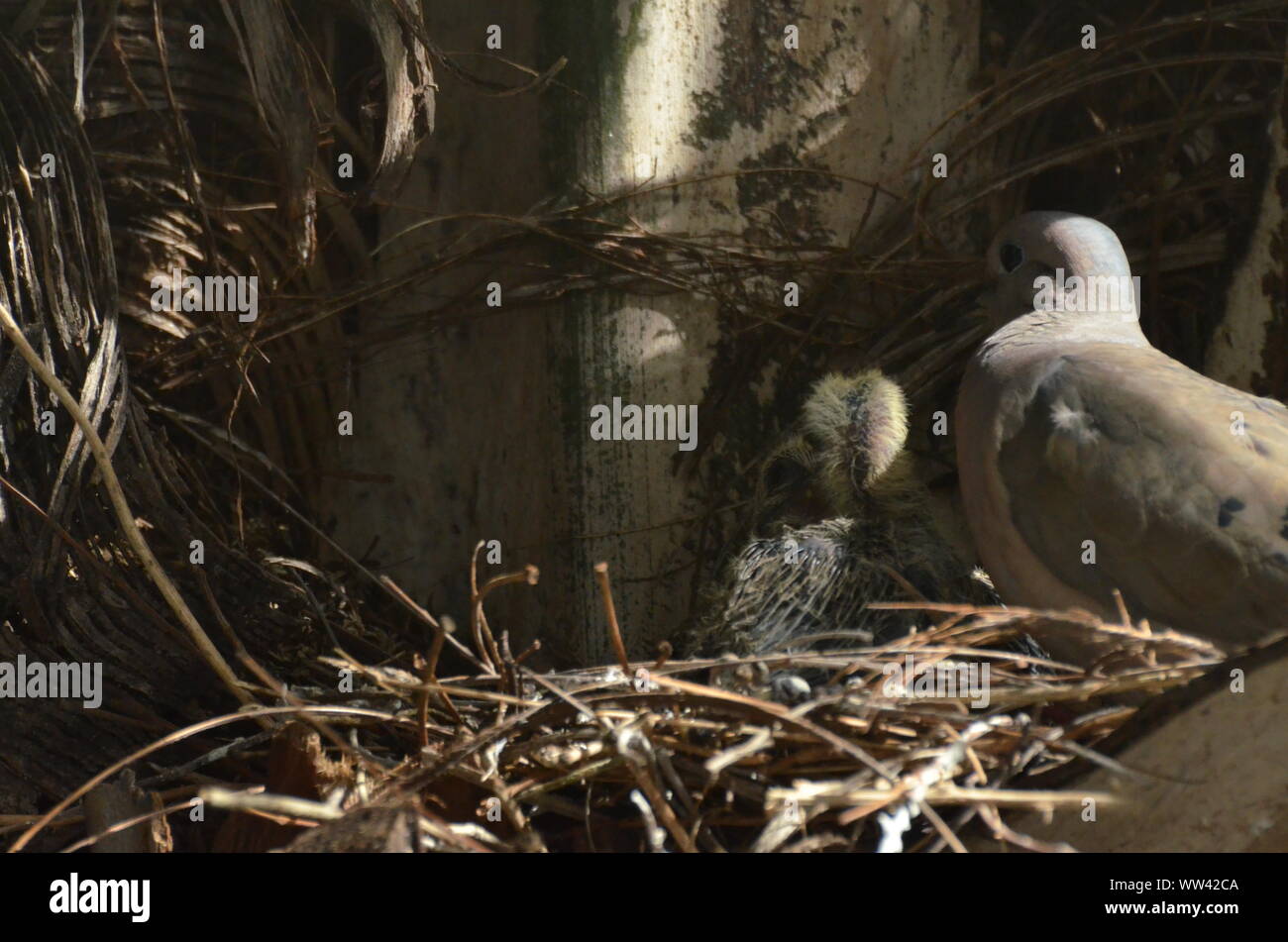 Bird nurturing and feeding baby birds on their nest Stock Photo - Alamy