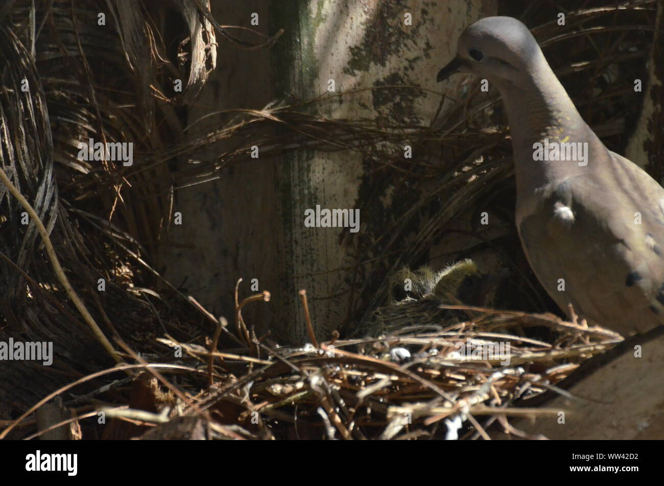 Bird nurturing and feeding baby birds on their nest Stock Photo - Alamy