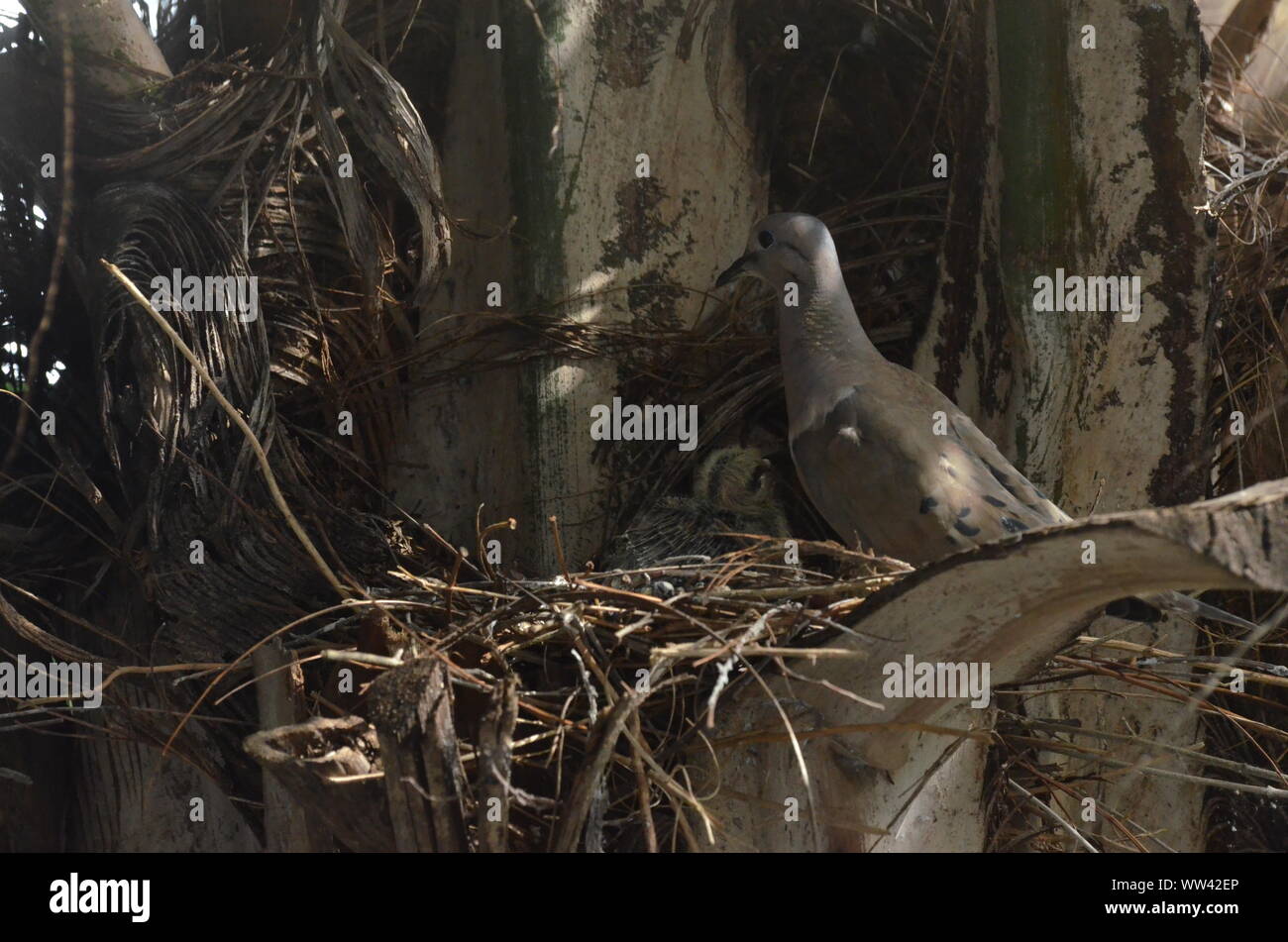 Bird nurturing and feeding baby birds on their nest Stock Photo - Alamy