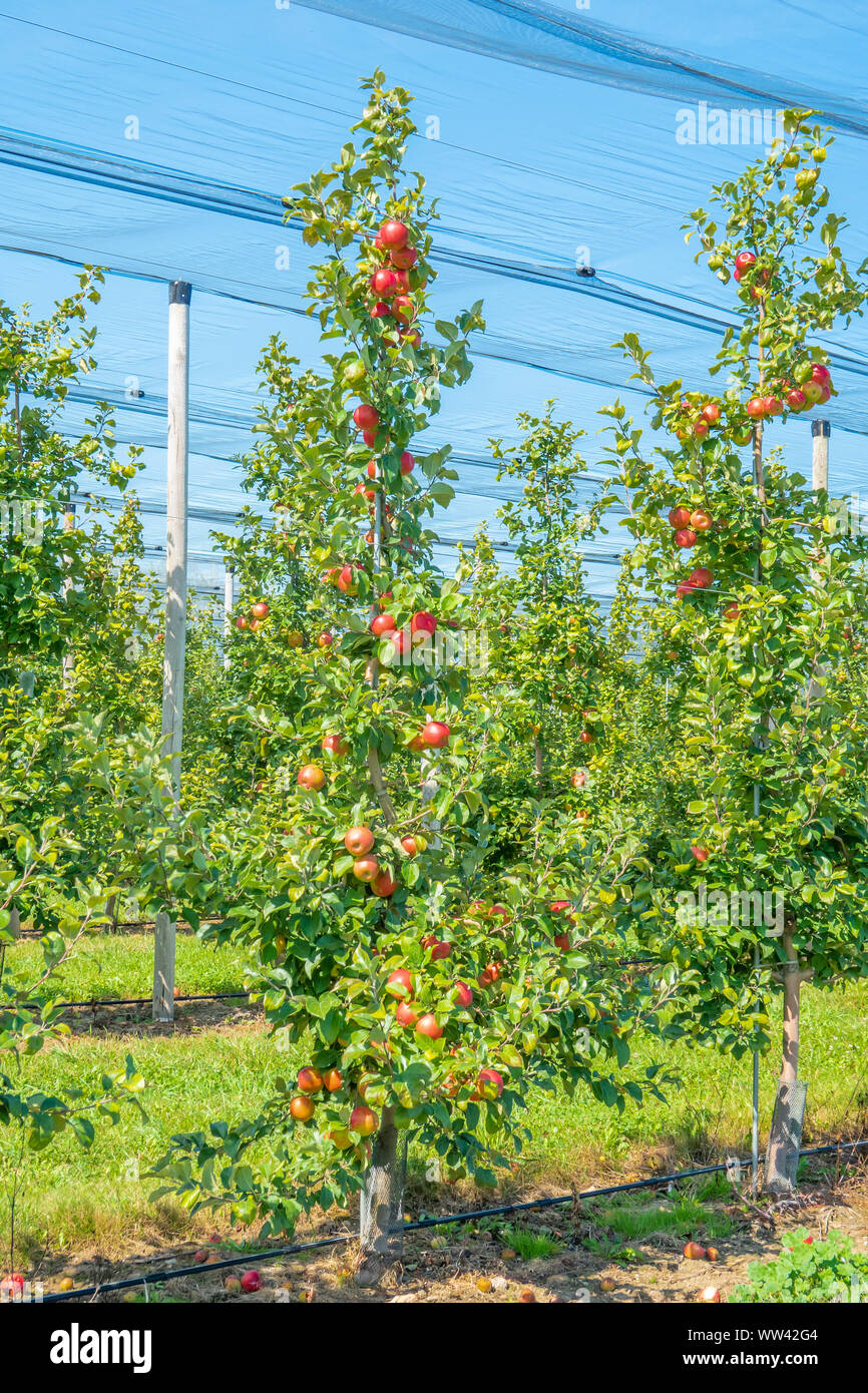 Ripe honey crisp apples on the tree ready for picking in the Blue Mountain region of Ontario Canada. Stock Photo