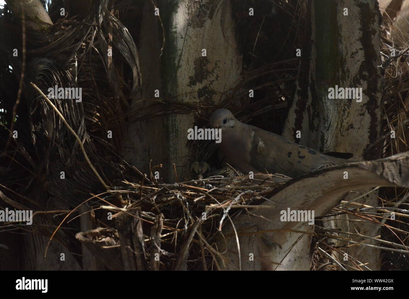 Bird nurturing and feeding baby birds on their nest Stock Photo - Alamy