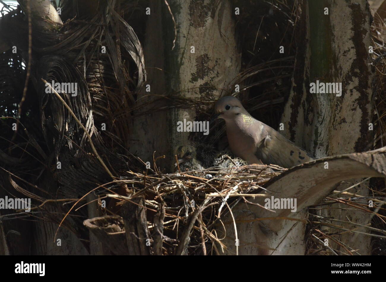Bird nurturing and feeding baby birds on their nest Stock Photo - Alamy