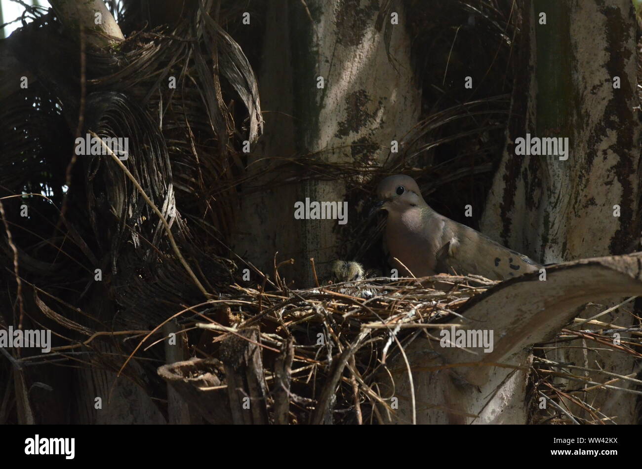 Bird nurturing and feeding baby birds on their nest Stock Photo - Alamy