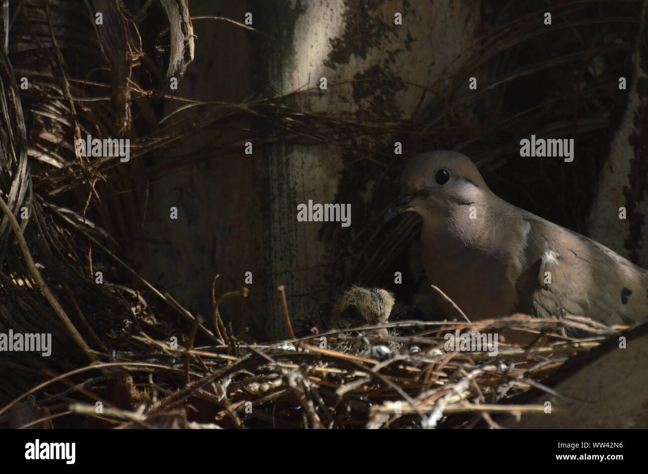 Bird nurturing and feeding baby birds on their nest Stock Photo - Alamy