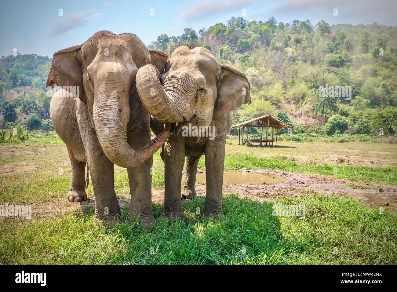 Affectionate animal behavior as two adult female Asian elephants touch each other with their trunks and faces. Rural northern Thailand. Stock Photo