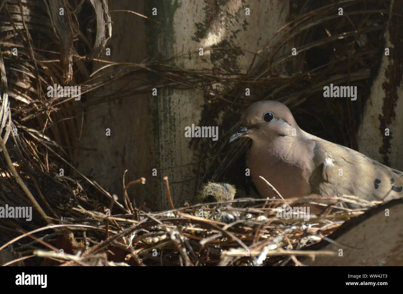 Bird nurturing and feeding baby birds on their nest Stock Photo Alamy