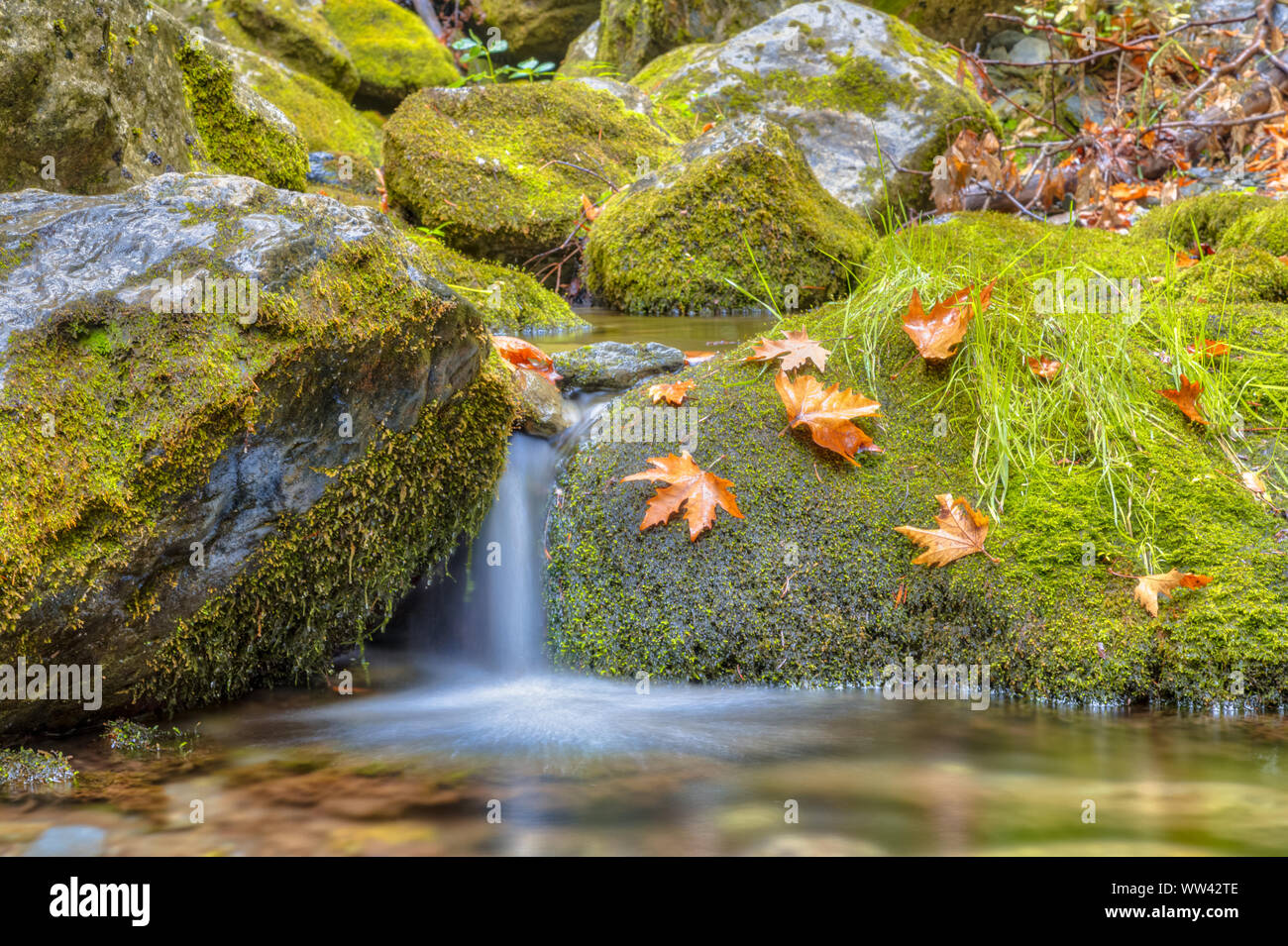 Tranquil forest waterfall stream in deciduous forest on peloponnese peninsula in Greece Stock Photo