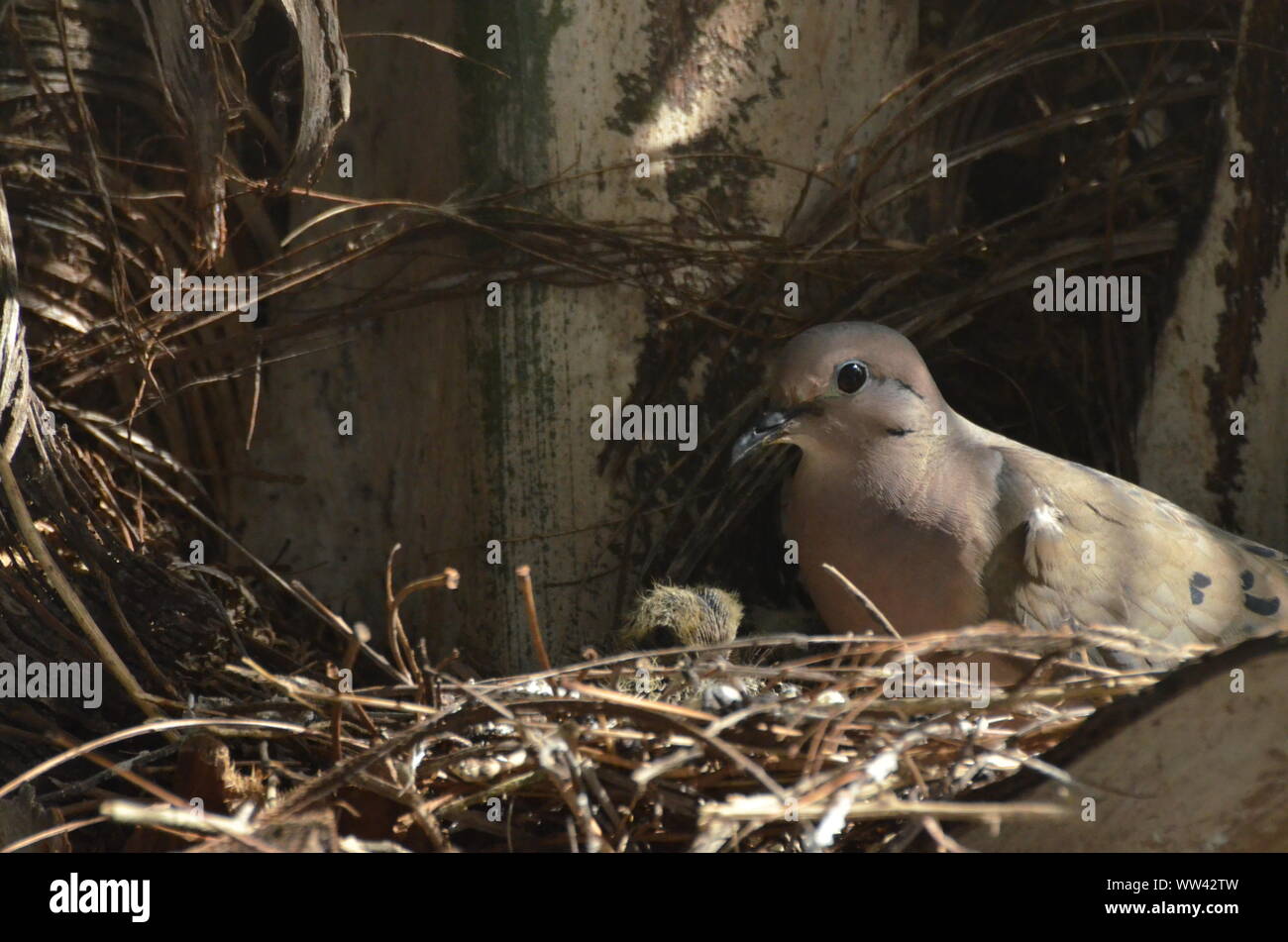 Bird nurturing and feeding baby birds on their nest Stock Photo - Alamy