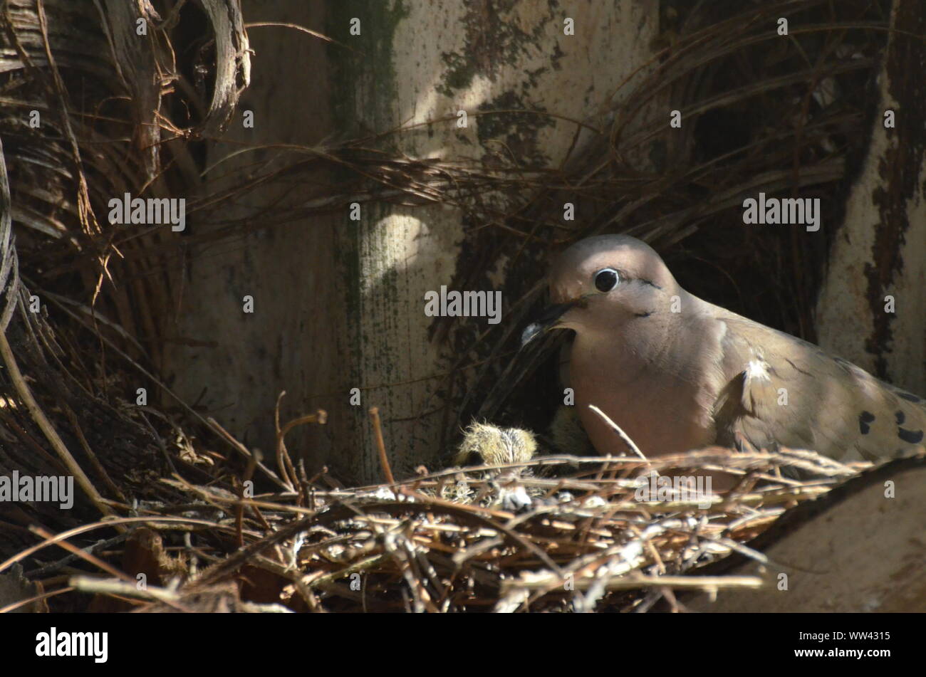 Bird nurturing and feeding baby birds on their nest Stock Photo Alamy