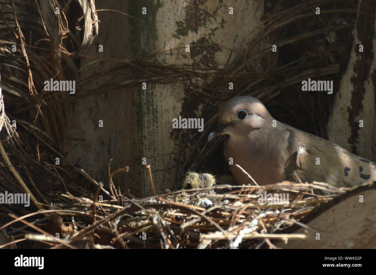Bird nurturing and feeding baby birds on their nest Stock Photo - Alamy