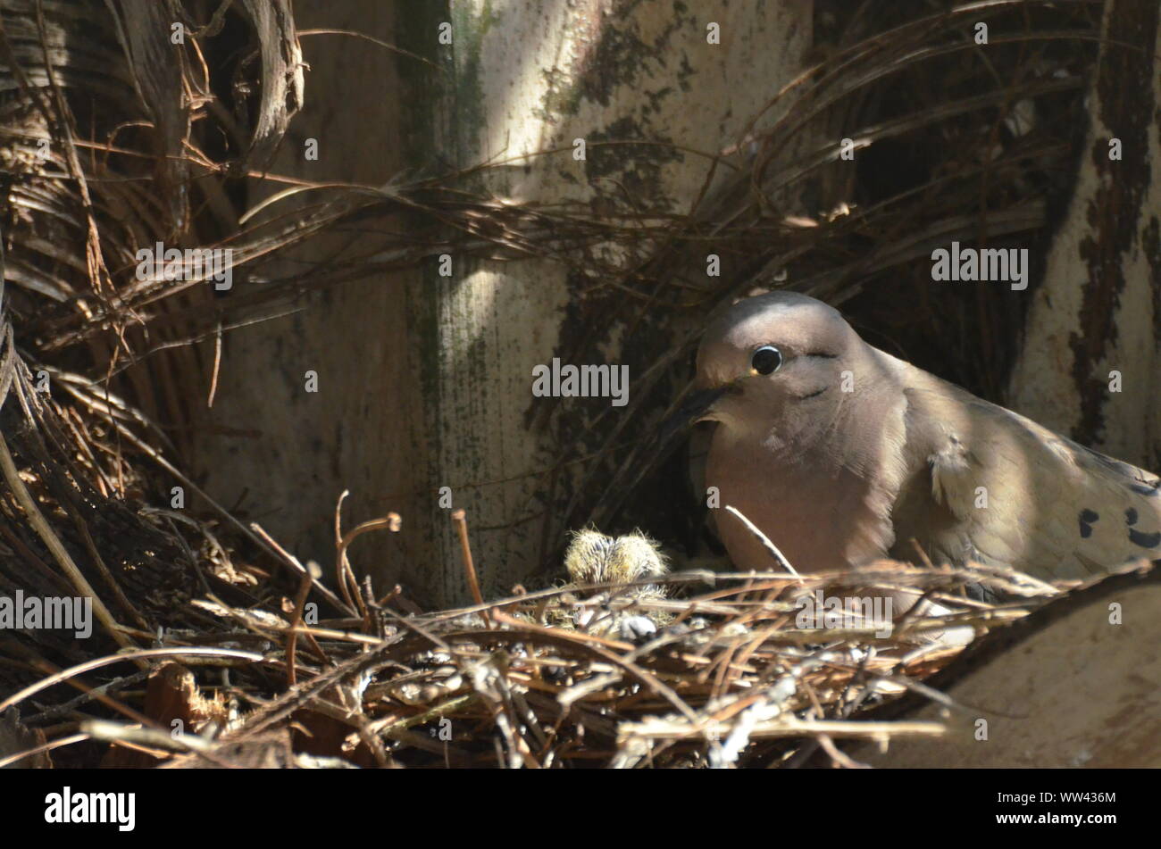 Bird nurturing and feeding baby birds on their nest Stock Photo - Alamy