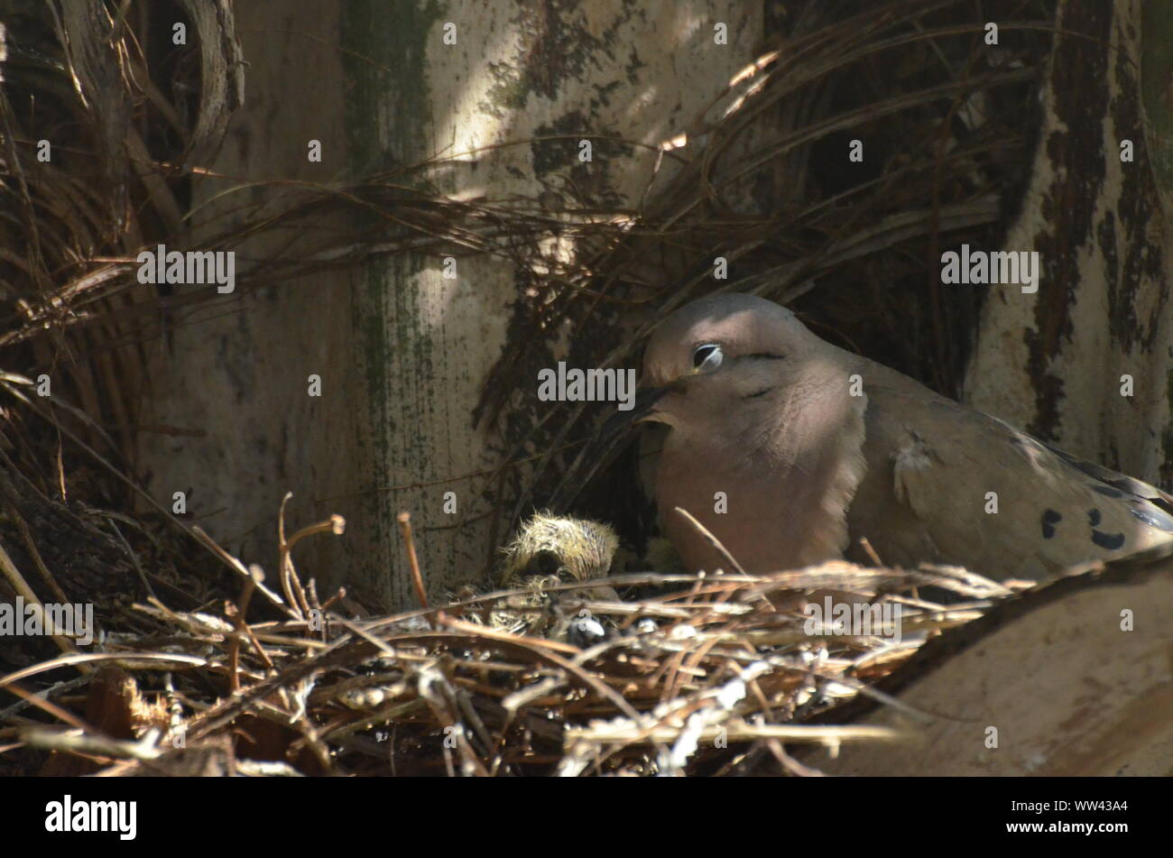 Bird nurturing and feeding baby birds on their nest Stock Photo - Alamy