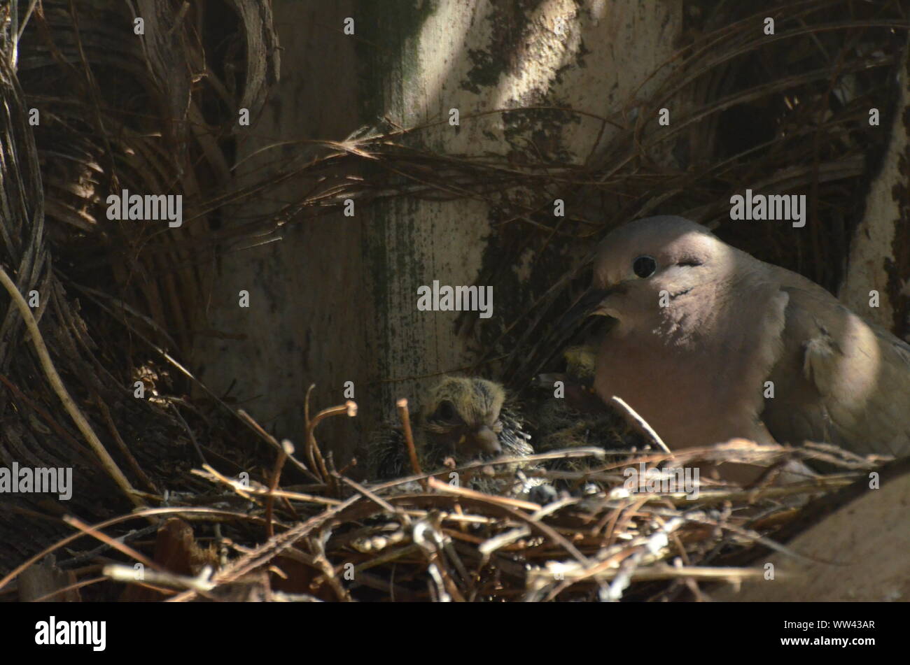 Bird nurturing and feeding baby birds on their nest Stock Photo - Alamy