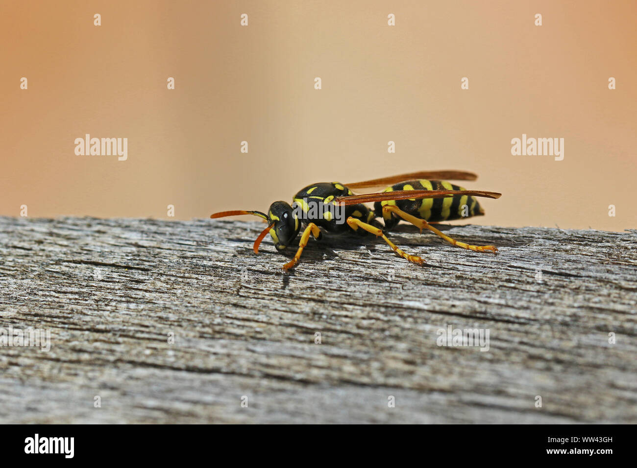 Tree wasp, or paper wasp very close up stripping wood to build a nest