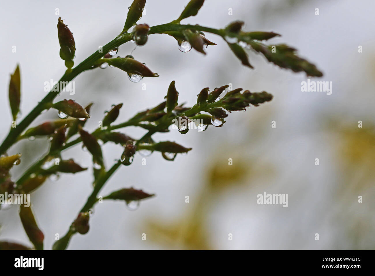 water droplets on buds on a broom bush Latin cytisus scoparius or spachianus in springtime in Italy Stock Photo