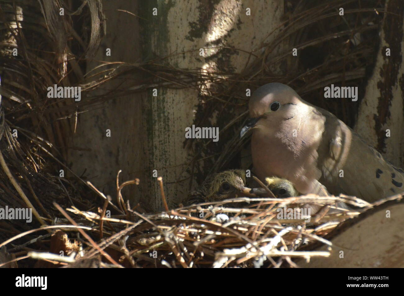 Bird nurturing and feeding baby birds on their nest Stock Photo - Alamy