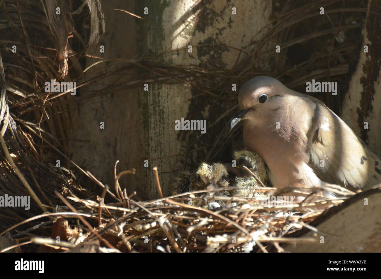 Bird nurturing and feeding baby birds on their nest Stock Photo - Alamy