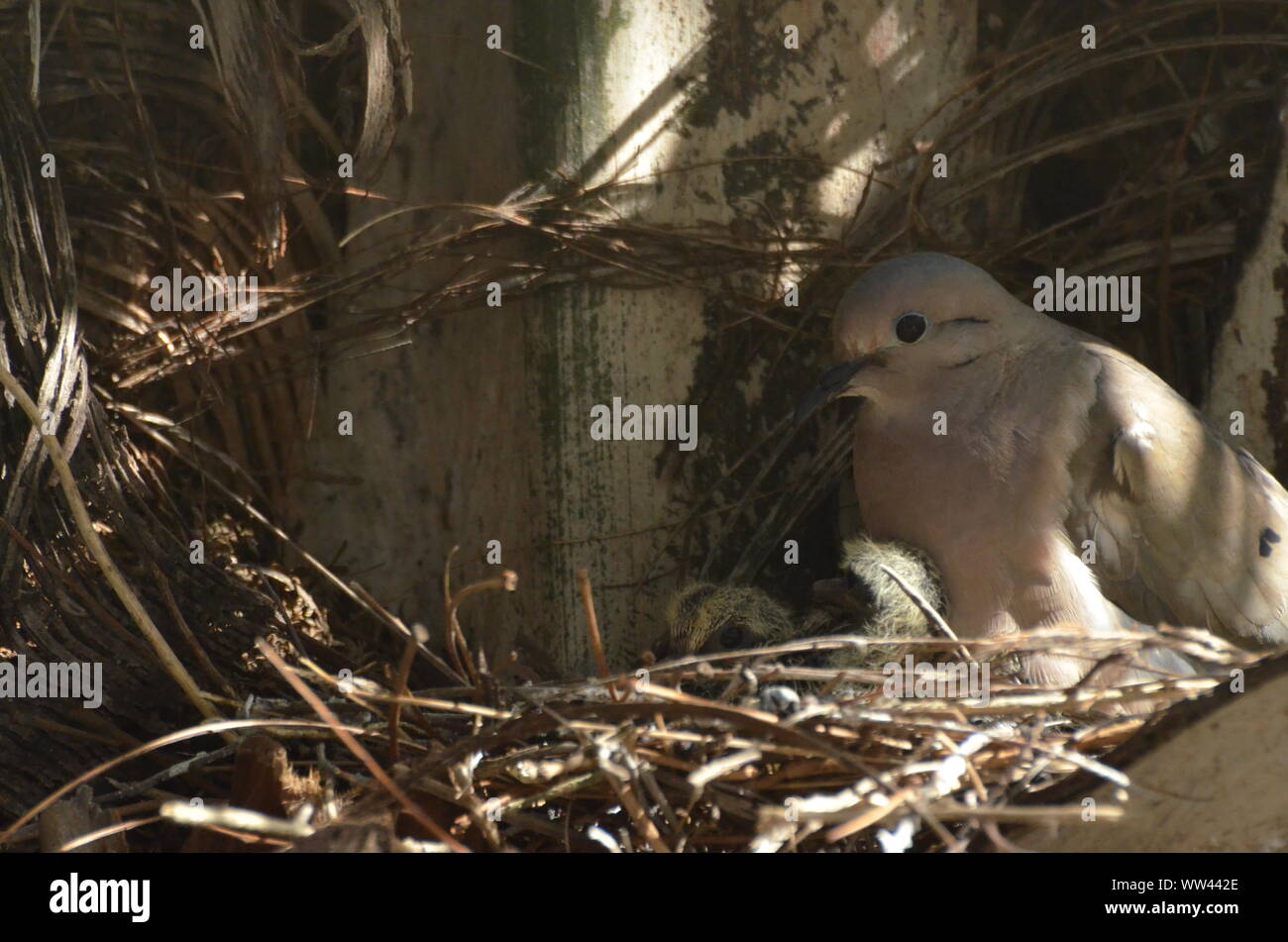 Bird nurturing and feeding baby birds on their nest Stock Photo - Alamy