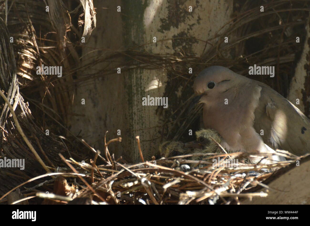 Bird nurturing and feeding baby birds on their nest Stock Photo Alamy