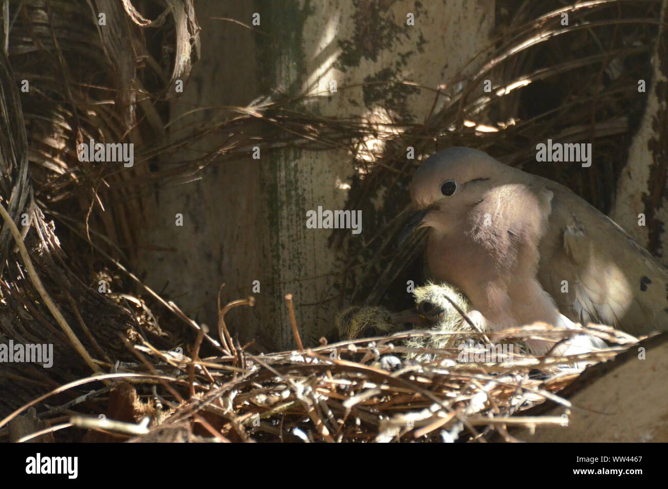 Bird nurturing and feeding baby birds on their nest Stock Photo - Alamy