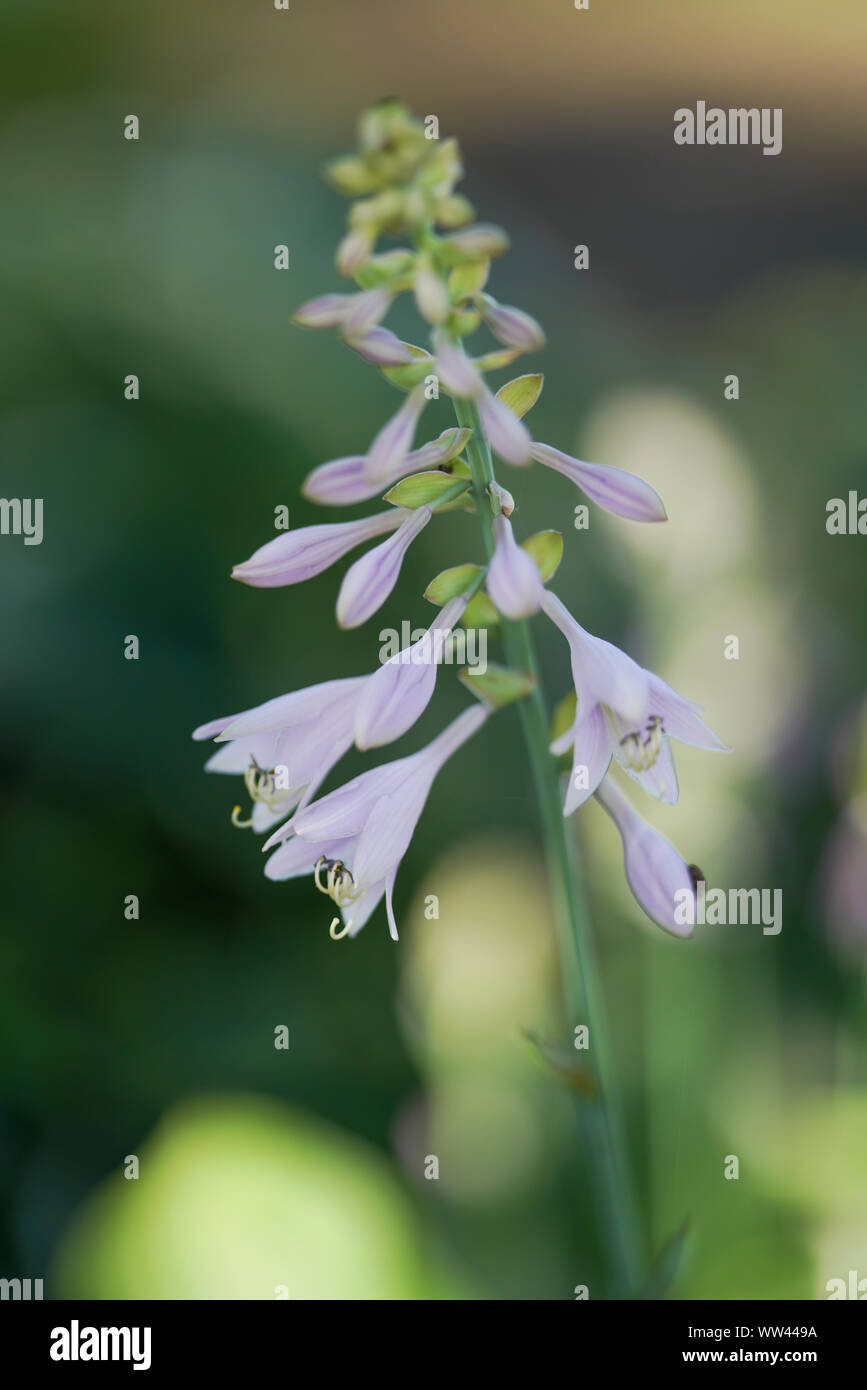 Plantain lily Stock Photo