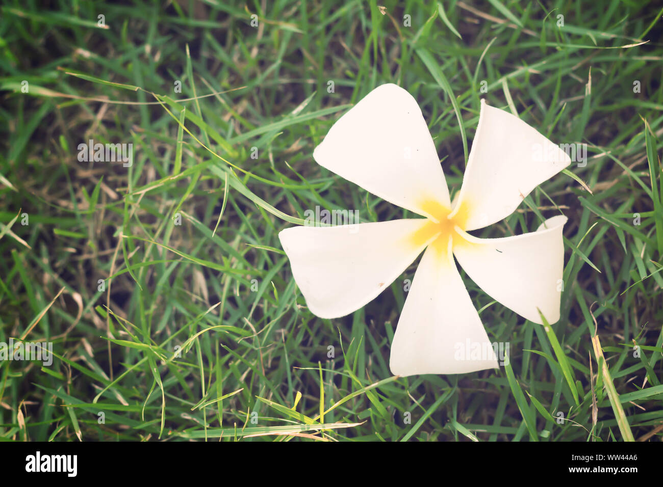 White flower on green grass background, vintage and retro Stock Photo