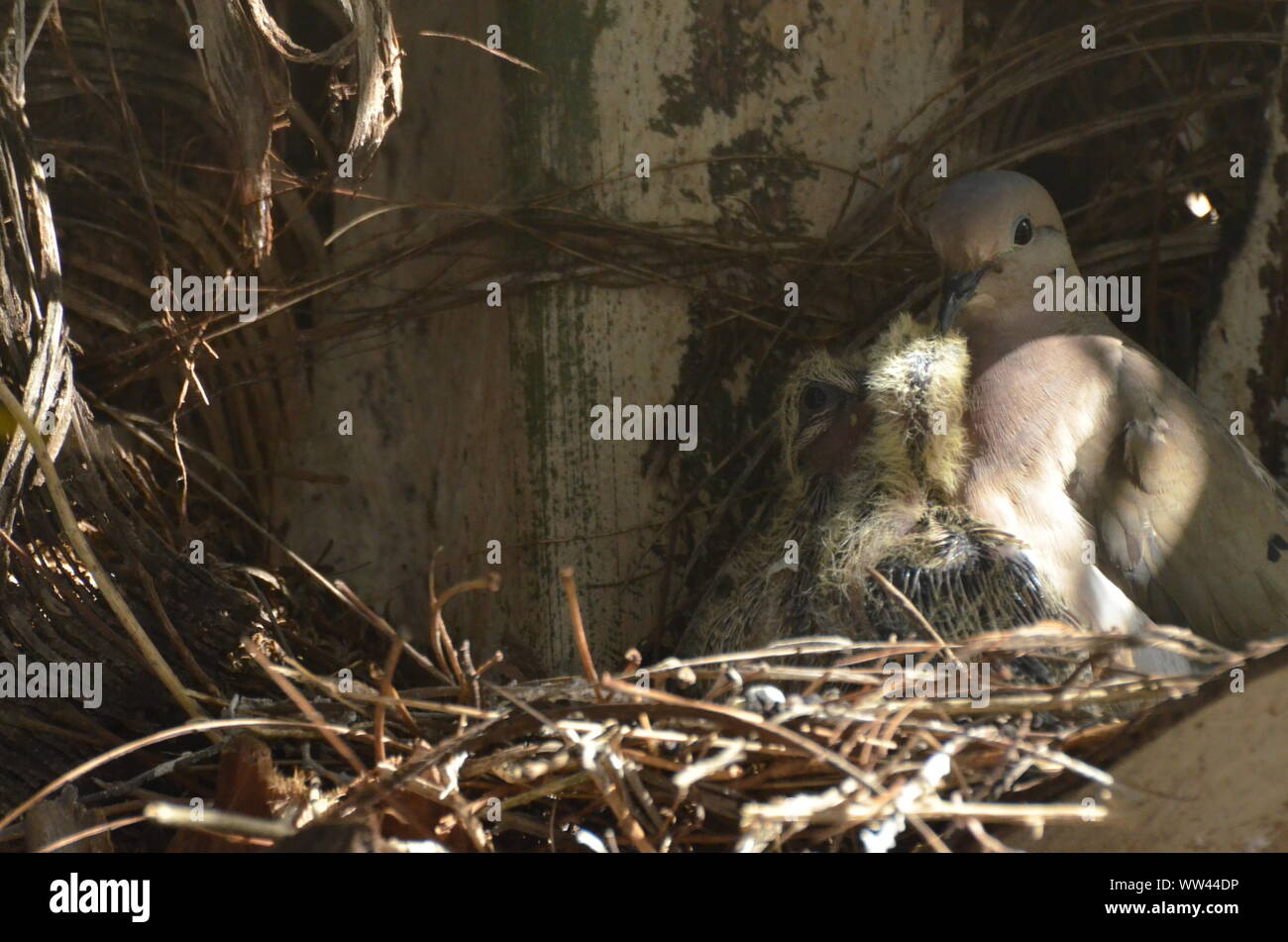 Bird nurturing and feeding baby birds on their nest Stock Photo Alamy