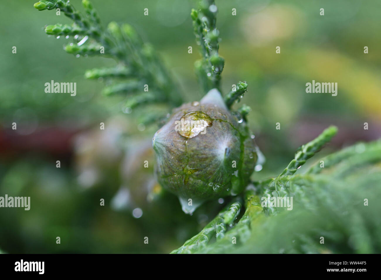 abstract macro of water droplets on a leyland cypress tree cone latin cupressus leylandii in spring in Italy Stock Photo