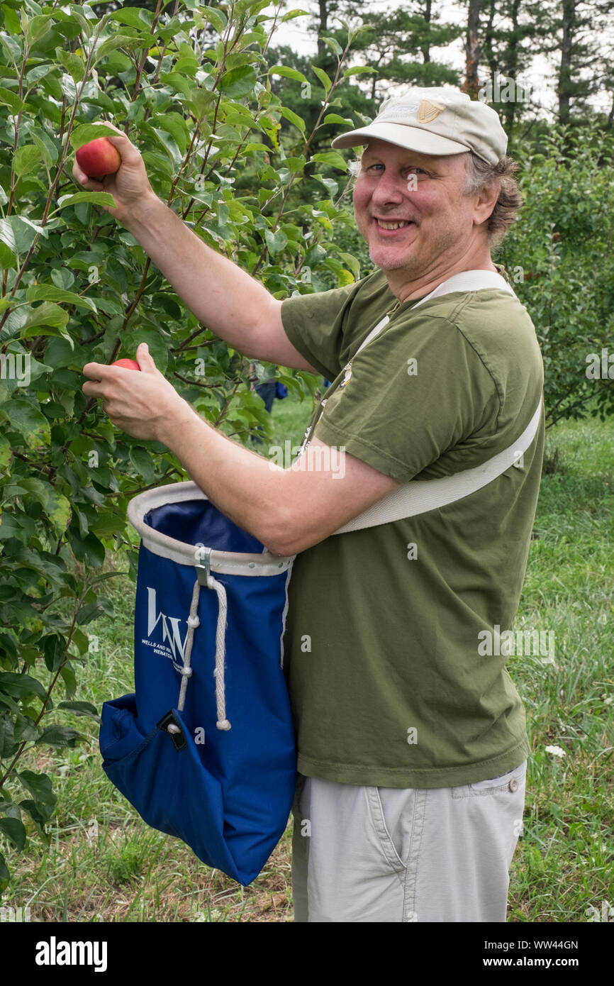 People picking apples inan apple orchard Stock Photo Alamy