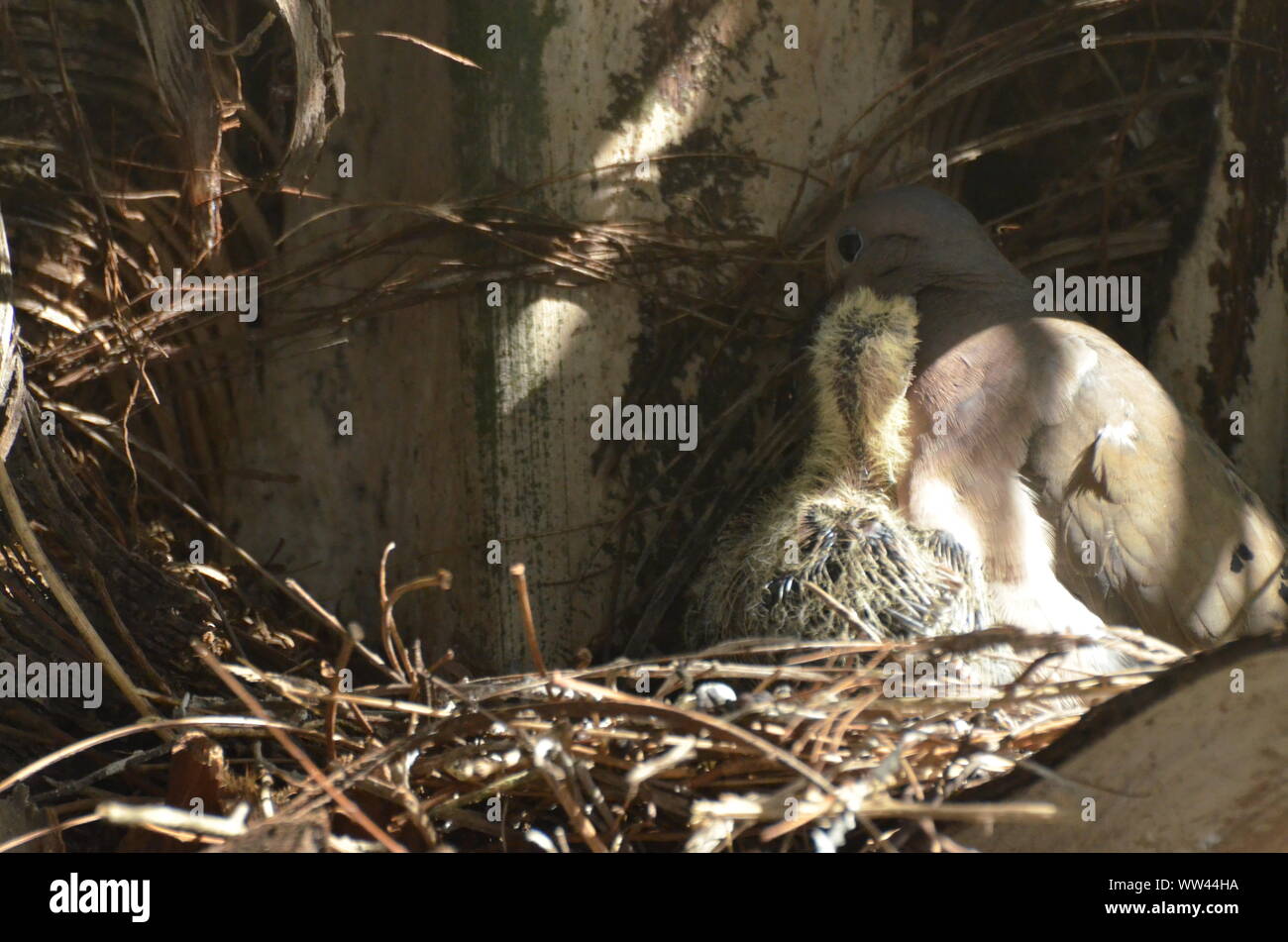Bird nurturing and feeding baby birds on their nest Stock Photo - Alamy