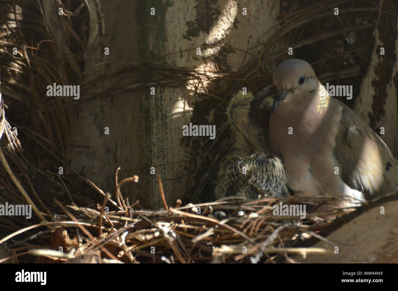 Bird nurturing and feeding baby birds on their nest Stock Photo - Alamy