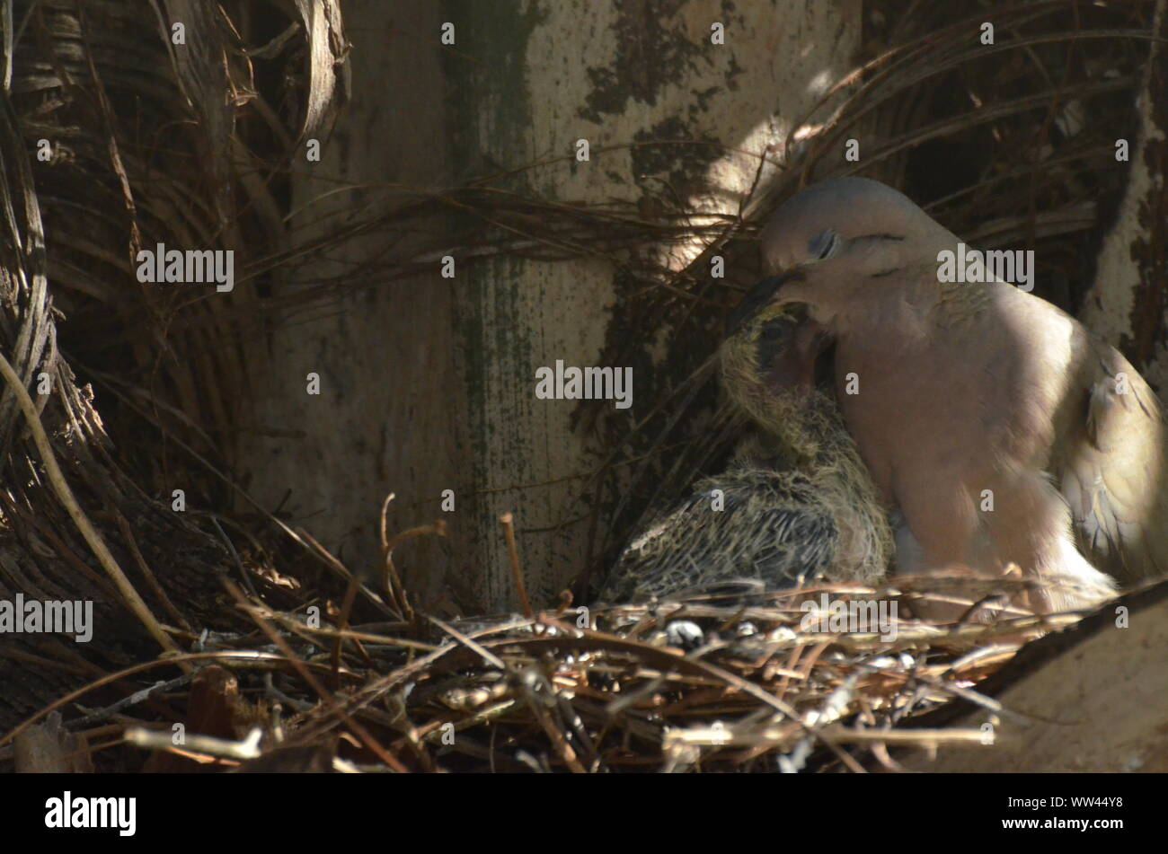 Bird nurturing and feeding baby birds on their nest Stock Photo - Alamy