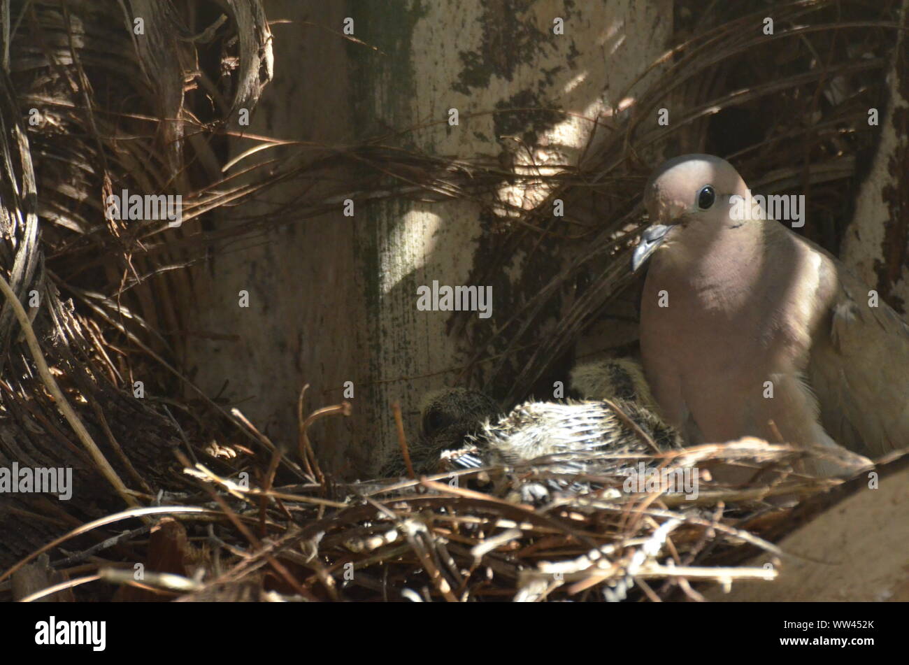 Bird nurturing and feeding baby birds on their nest Stock Photo Alamy