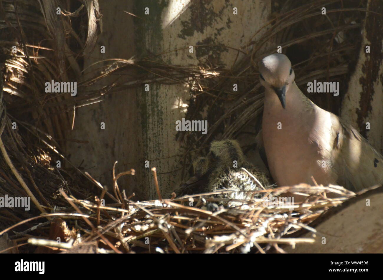 Bird nurturing and feeding baby birds on their nest Stock Photo - Alamy